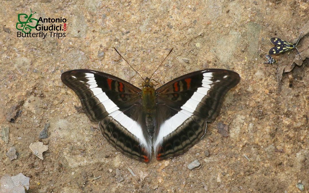 The White Commodoreผีเสื้อแถบขาวใหญ่Limenitis dudu