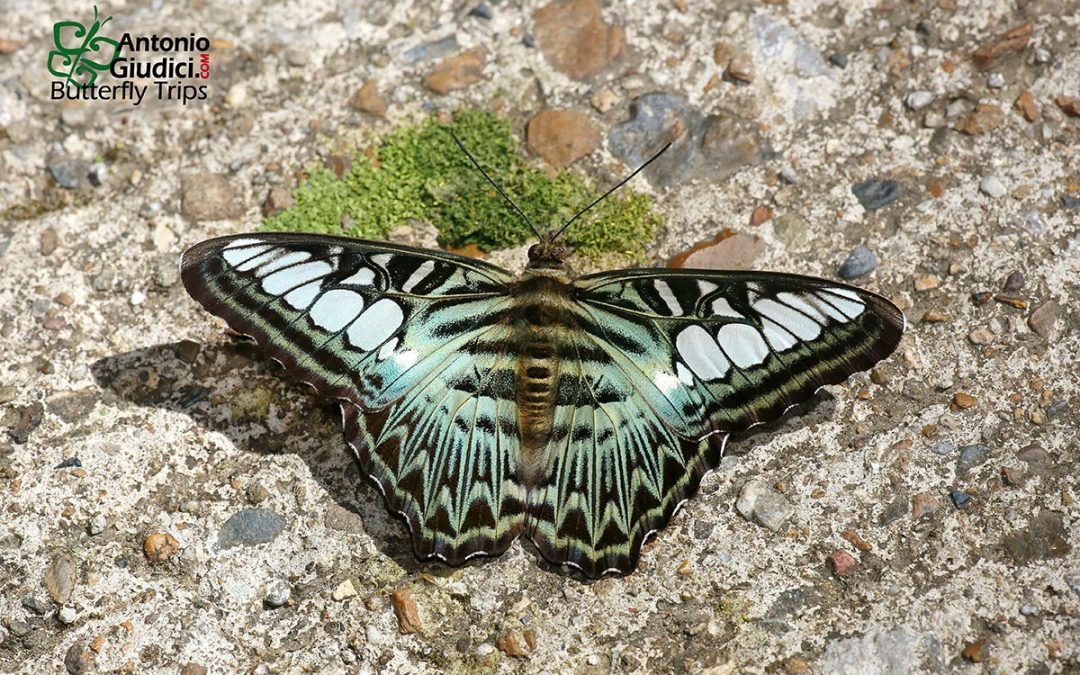 The Clipperผีเสื้อช่างร่อนParthenos sylvia