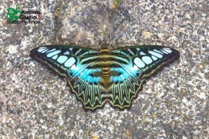 Parthenos Sylvia Karom 25 Apr 21