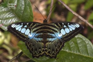 Parthenos Sylvia Lilacinus