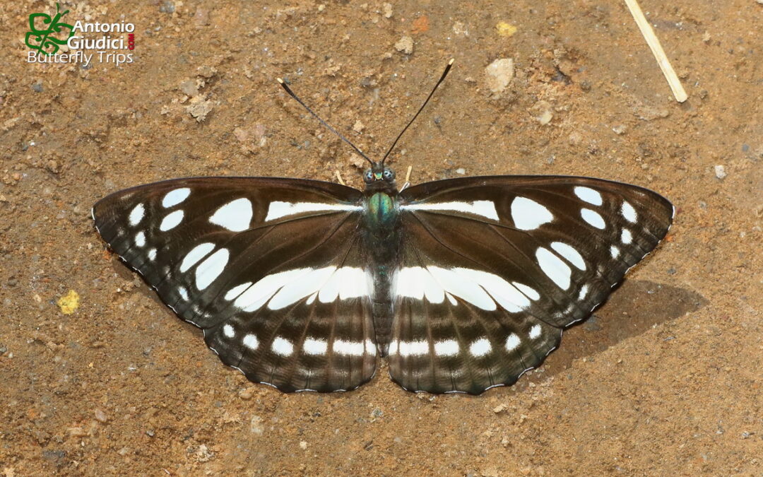 The Short-banded Sailorผีเสื้อกะลาสีเทาแถบสั้นPhaedyma columella