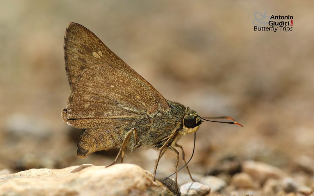 The Light Straw Aceผีเสื้อโคนปีกขนสีจางPithauria stramineipennis