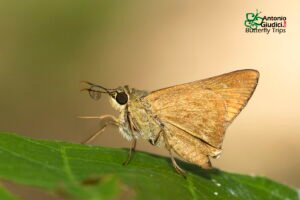 Pithauria Stramineipennis3