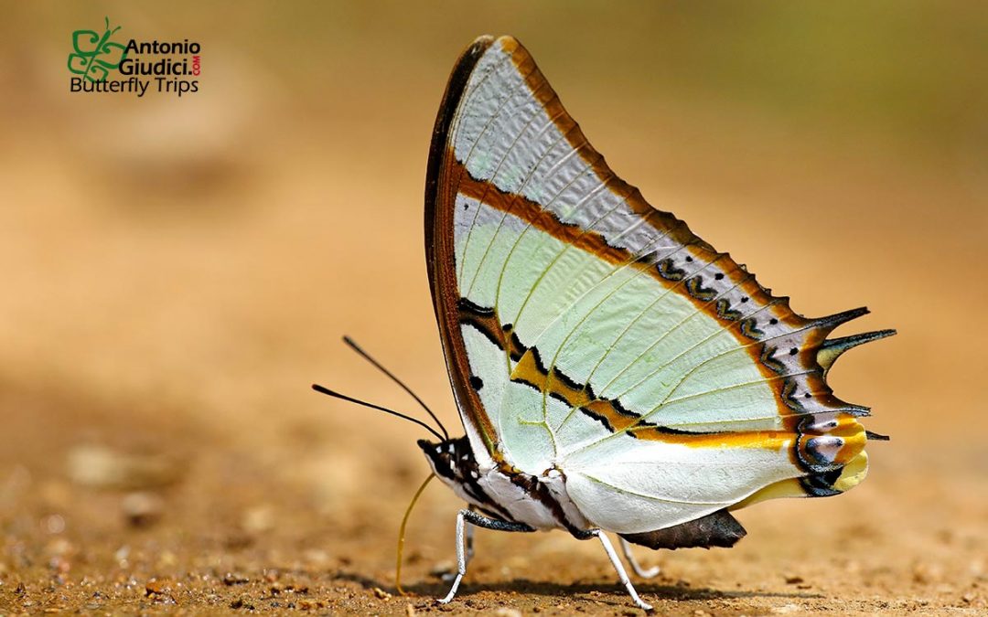 The Stately Nawabผีเสื้อม้าขาวใหญ่Polyura dolon