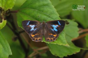 Poritia Erycinoides Elsiei