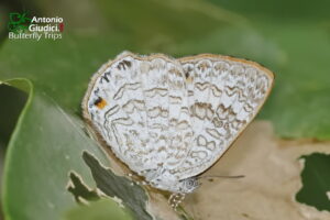 Poritia Erycinoides Phraatica Female