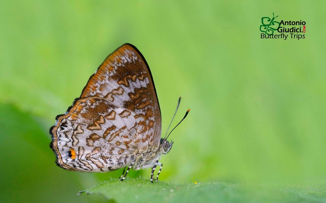 The Karen Gemผีเสื้อมรกตกะเหรี่ยงPoritia karennia