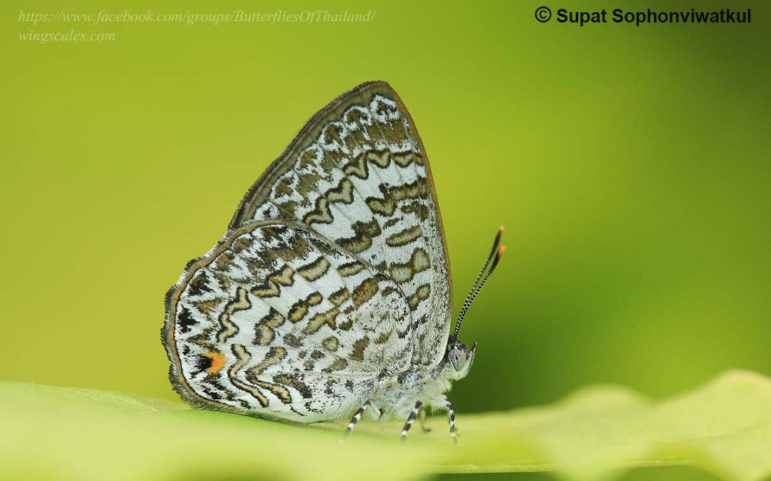 The Bicoloured Gemผีเสื้อมรกตสองสีPoritia manilia