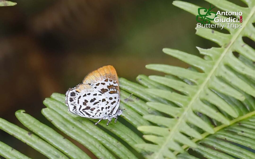 The Borneo Gemผีเสื้อมรกตบอร์เนียวPoritia plateni