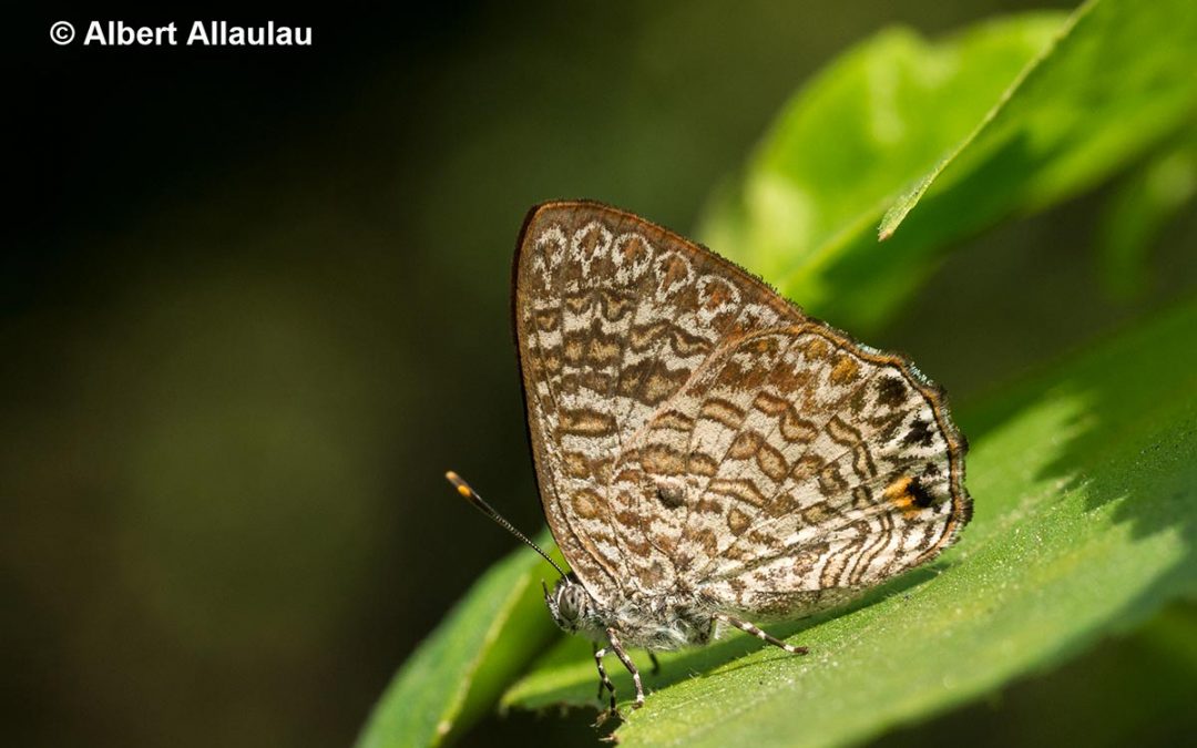 The Indian Green Gemผีเสื้อมรกตเขียวอินเดียPoritia pleurata