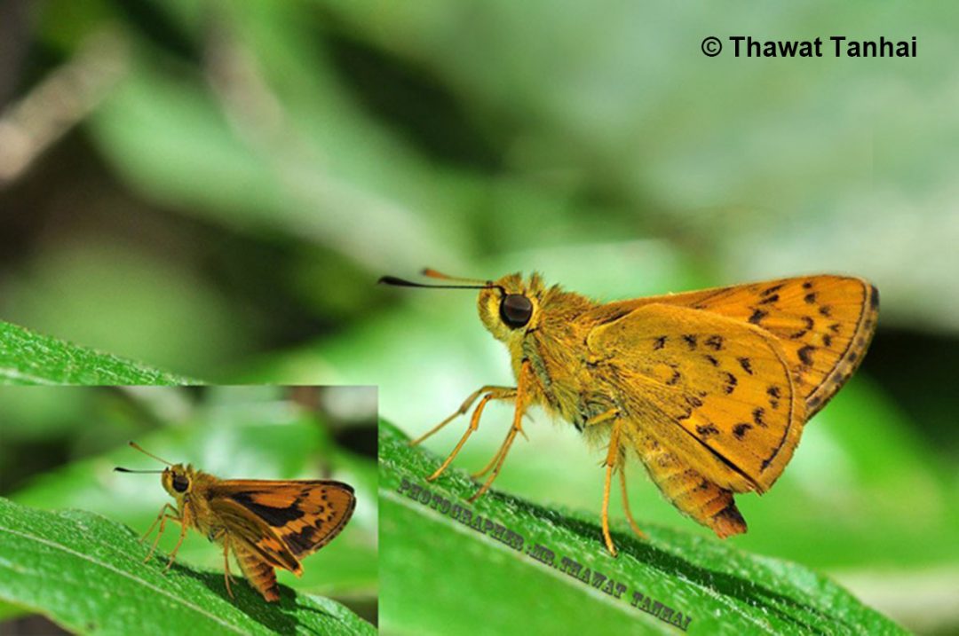 The Golden Dartผีเสื้อหนอนหญ้าสีทองPotanthus flava