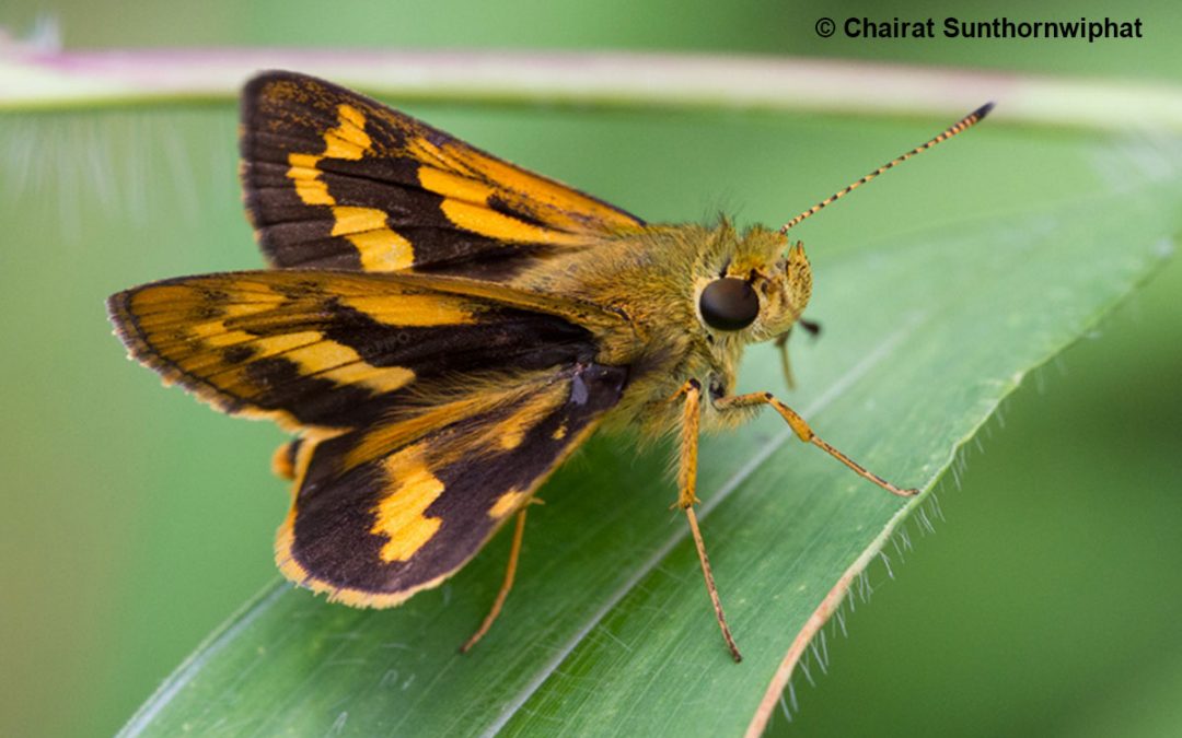 The Yellow and Black Dartผีเสื้อหนอนหญ้าเหลืองดำPotanthus sita