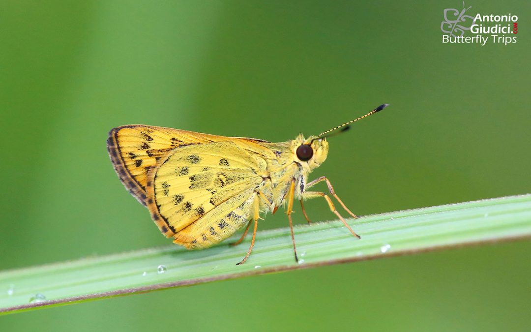 The Detached Dartผีเสื้อหนอนหญ้าจุดแยกPotanthus trachala