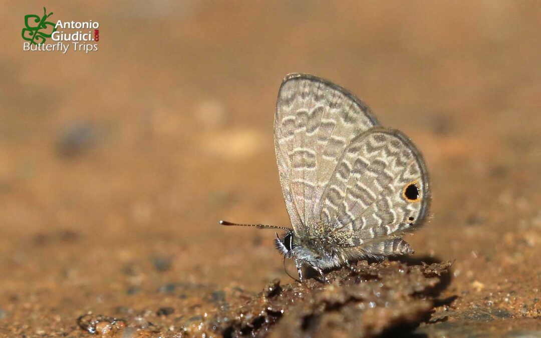 The Tailless Lineblueผีเสื้อฟ้าขีดหกหางกุดProsotas dubiosa
