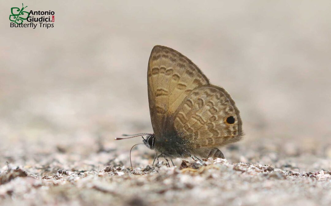 The Dark-based Lineblueผีเสื้อฟ้าขีดหกโคนปีกดำProsotas gracilis