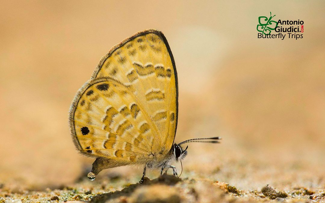 The Banded Lineblueผีเสื้อฟ้าขีดหกลายแถบProsotas lutea