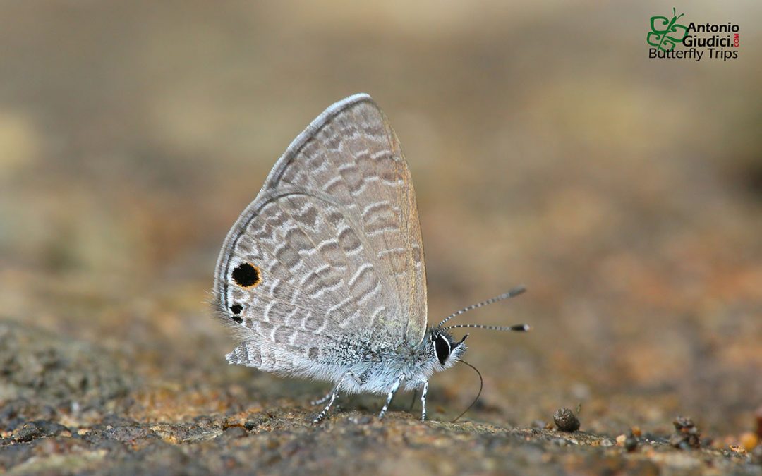 The White-tipped Lineblueผีเสื้อฟ้าขีดหกปลายขาวProsotas noreia