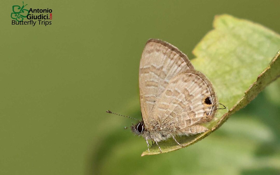 The Margined Lineblueผีเสื้อฟ้าขีดหกขอบหนาProsotas pia