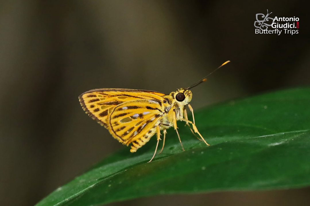 The Lesser Lancerผีเสื้อเส้นปีกแดงเล็กPyroneura flavia