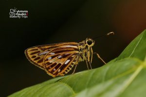 Pyroneura Latoia