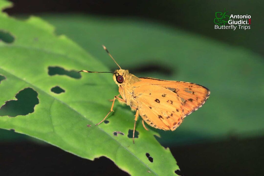 The Yellow-streak Darterผีเสื้อบินเร็วขีดเหลืองSalanoemia tavoyana