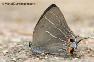 Satyrium Mackwoodi 1 Vichai Bis