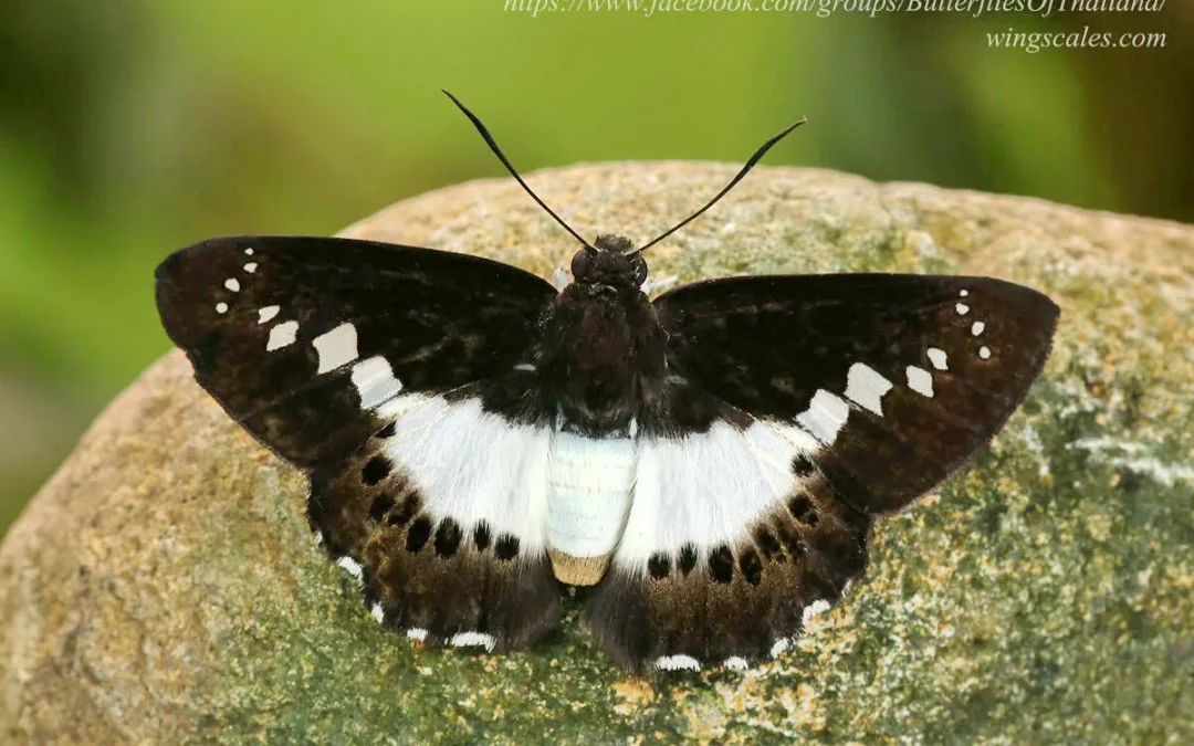 Seseria sambara