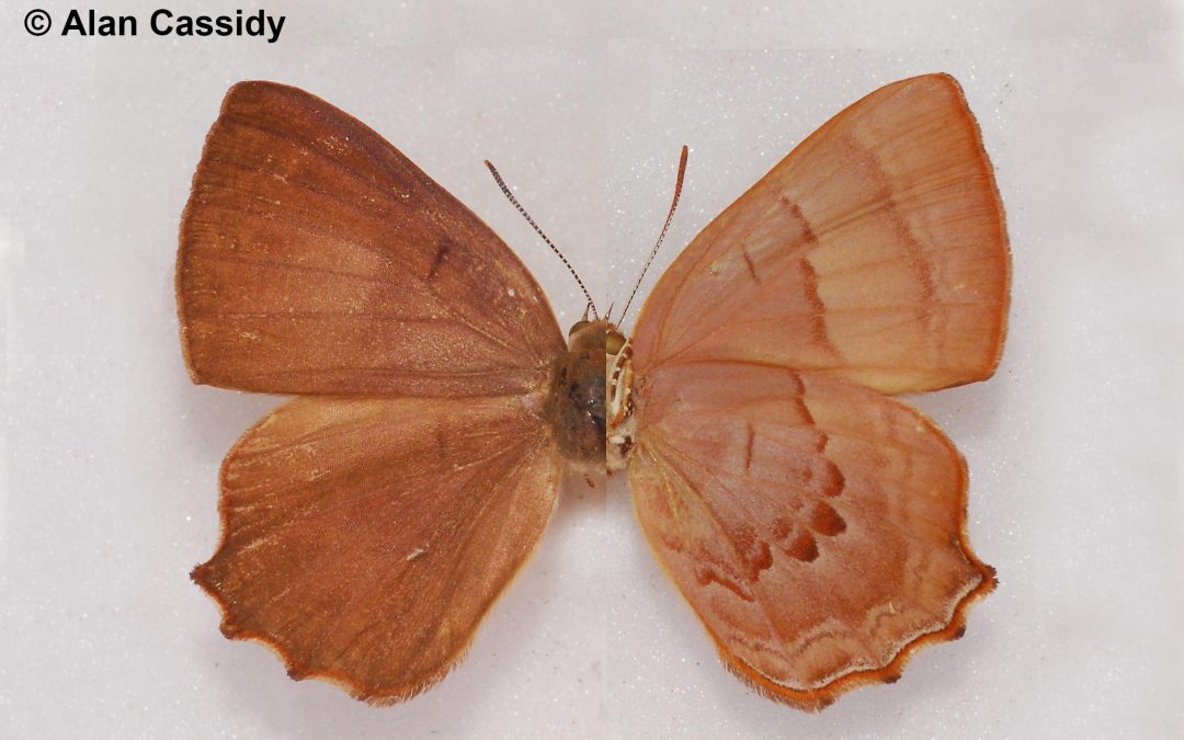 The Green-blue Brilliantผีเสื้อประกายเขียวSimiskina pasira