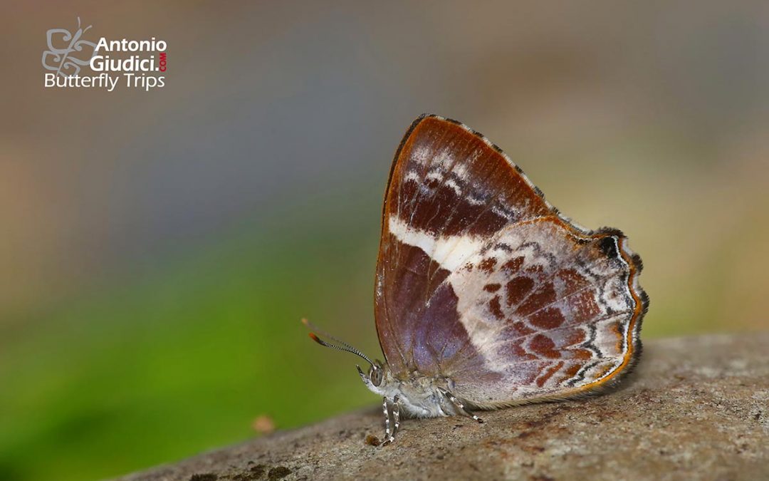 The Broad-banded Brilliant ผีเสื้อประกายฟ้าแถบกว้าง Simiskina phalena
