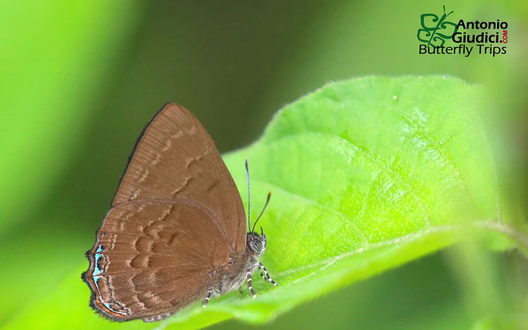 The Blue-line Brilliantผีเสื้อประกายขีดฟ้าSimiskina pharyge