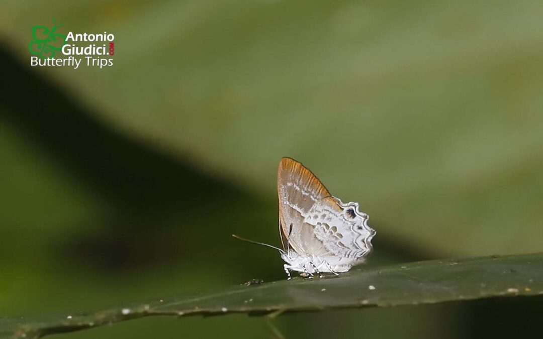 The Streaked Blue Brilliantผีเสื้อประกายฟ้าขีดใหญ่Simiskina pheretia