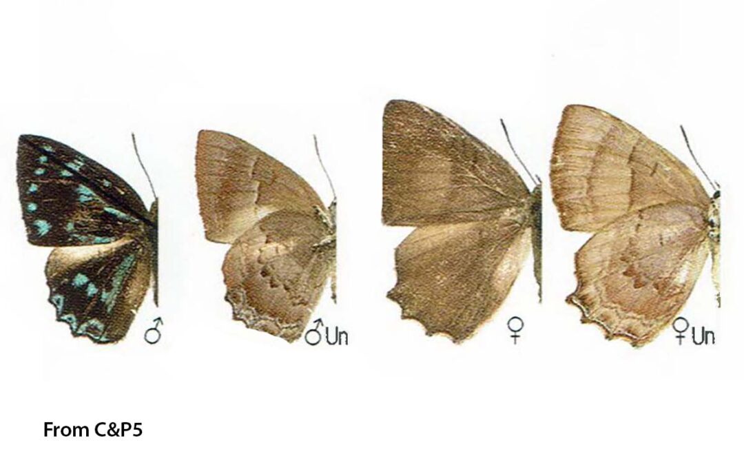 The Silver-blue Brilliantผีเสื้อประกายฟ้าเงินSimiskina proxima