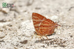 Spindasis Evansi Male Inthanon