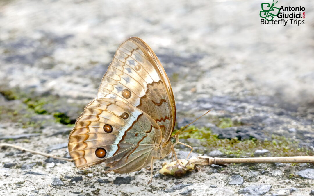 Stichophthalma cambodia
