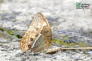 Stichophthalma Cambodia
