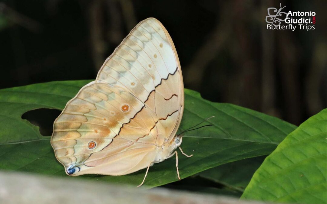 Stichophthalma louisa