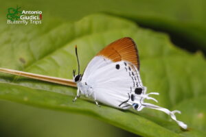 Suasa Lisides