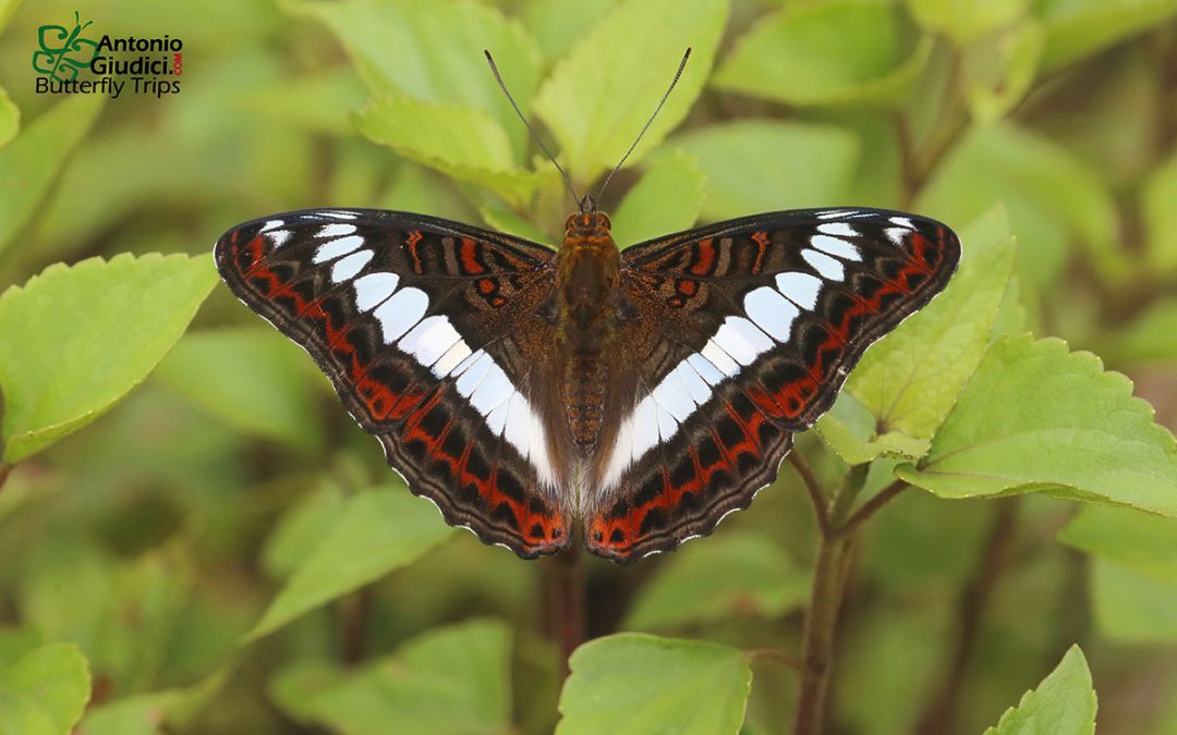 The Scarce White Commodoreผีเสื้อแถบขาวหิมาลัยParasarpa zulema