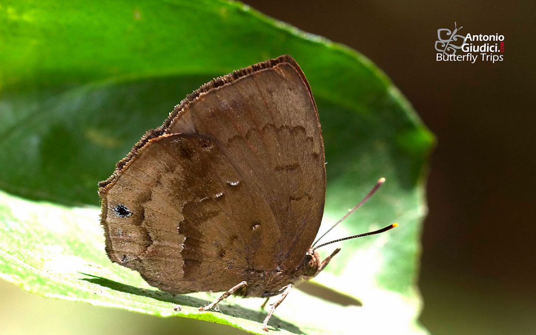 The Steely Acacia Blue ผีเสื้อฟ้าอะเคเซียสีเหล็ก Surendra florimel