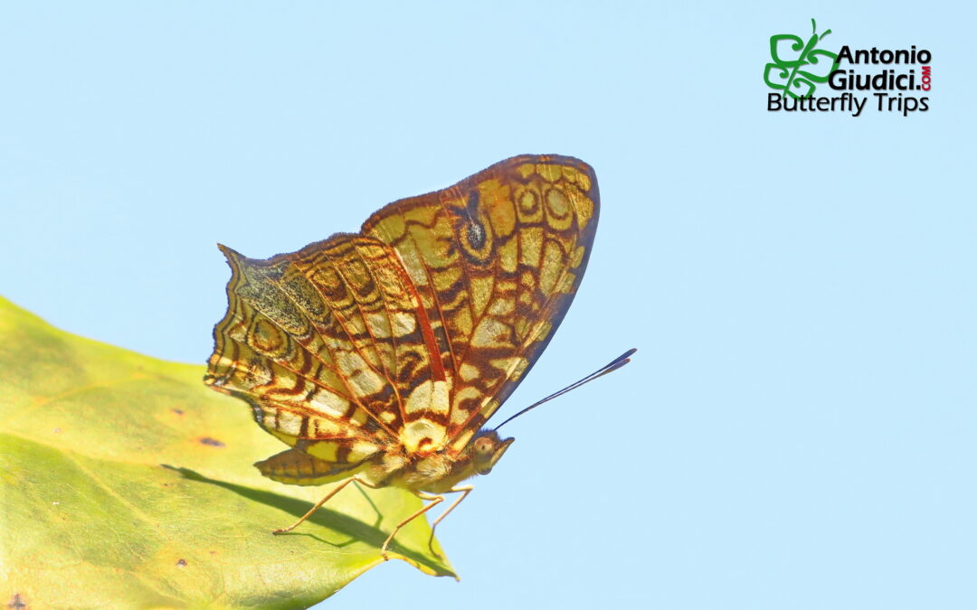 Simbrenthia hypatia