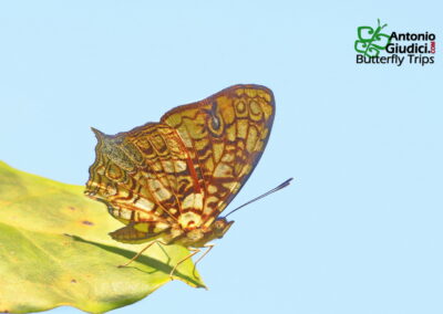 Simbrenthia hypatia