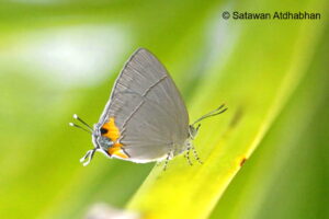Tajuria Dominus Female Satawan
