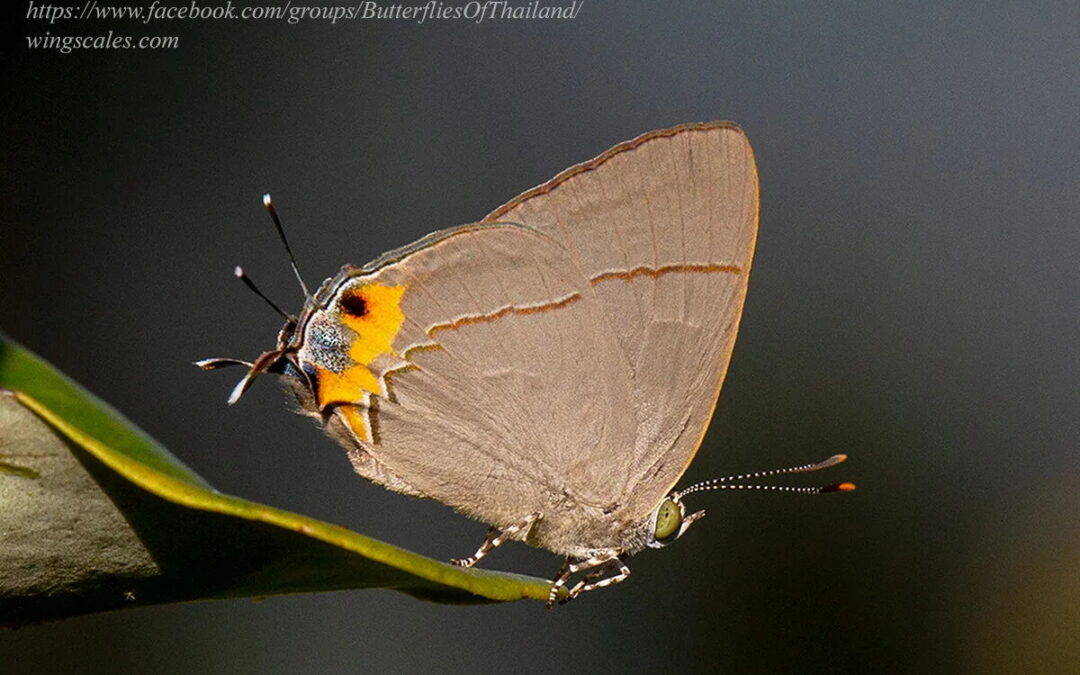 Tajuria dominus