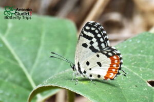 Talicasa Nisaeus Burmana1