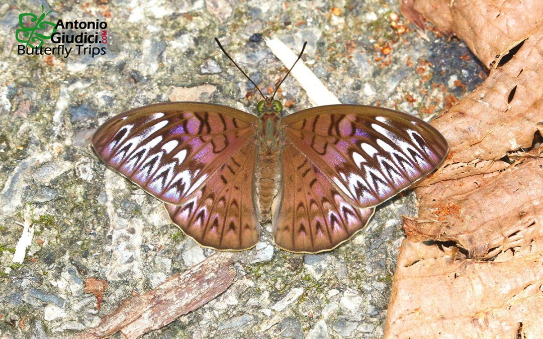 The Short-banded Viscountผีเสื้อไวส์เคาท์แถบสั้นTanaecia aruna