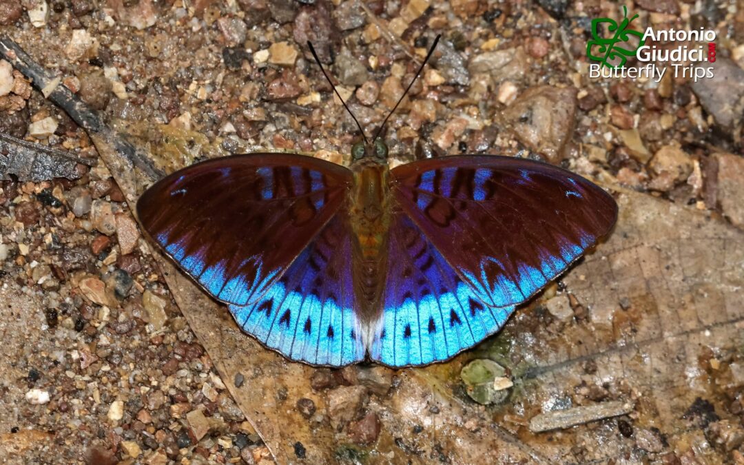Tanaecia clathrata