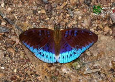 Tanaecia clathrata
