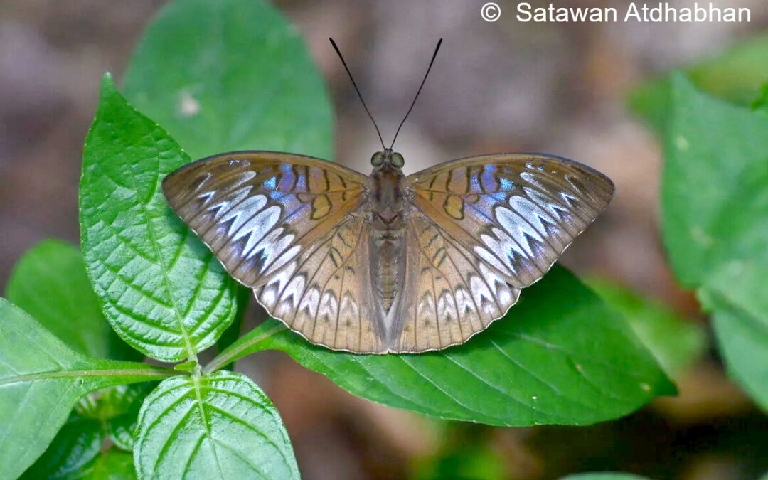 Tanaecia palguna