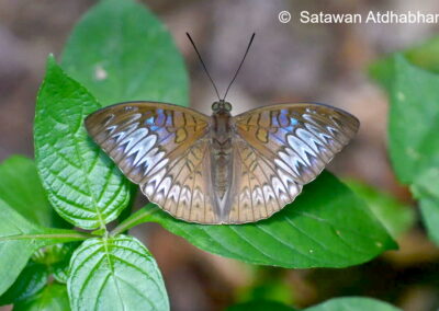 Tanaecia palguna