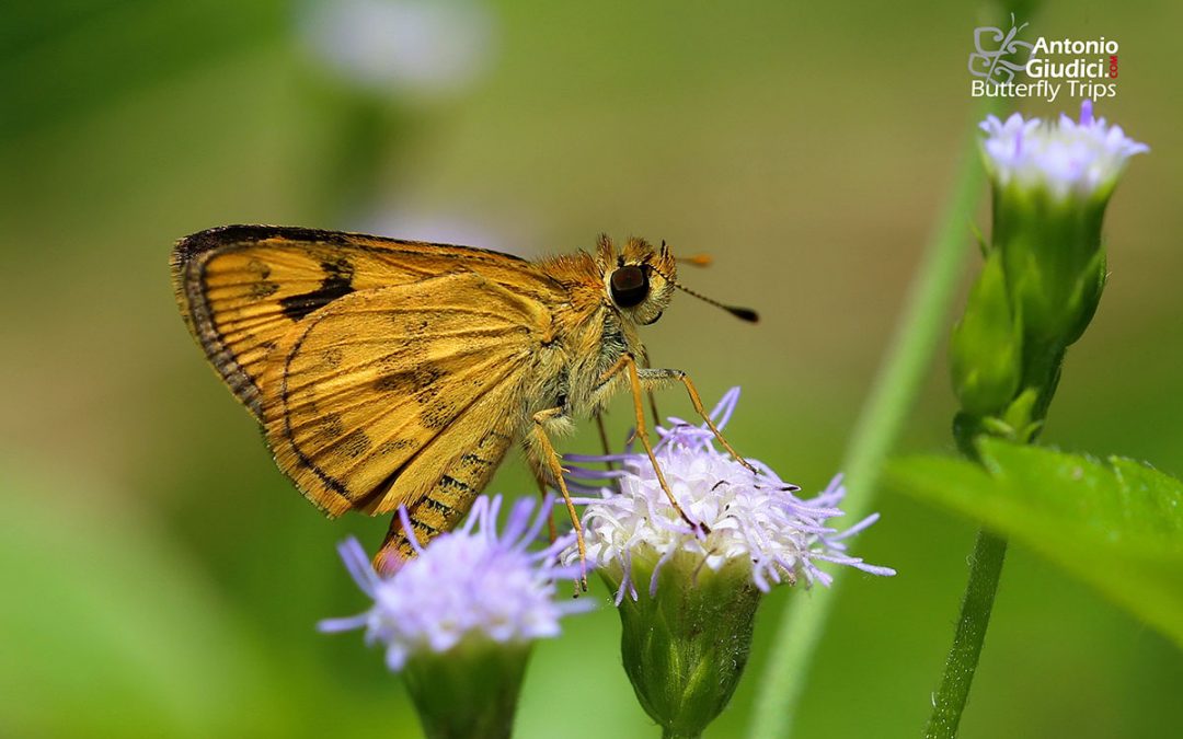 The Yellow Grass Dartผีเสื้อหนวดตุ้มลายเหลืองTaractrocera archias